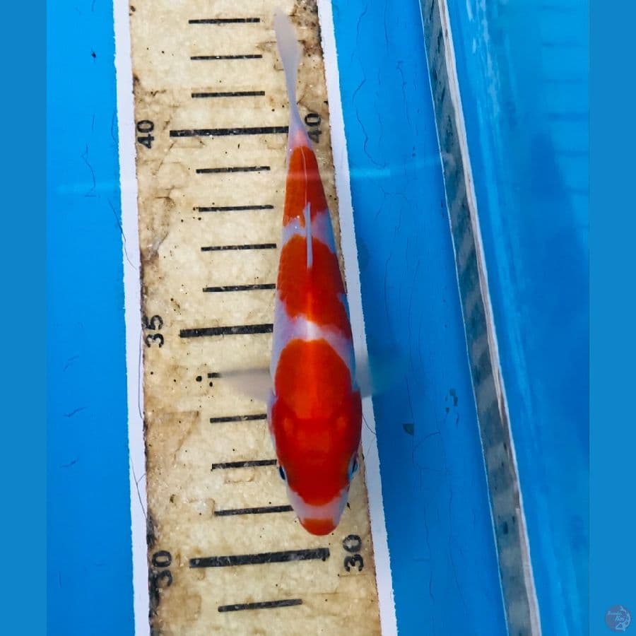 kohaku 12cm