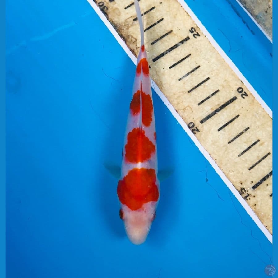 sanke tategoi 14cm