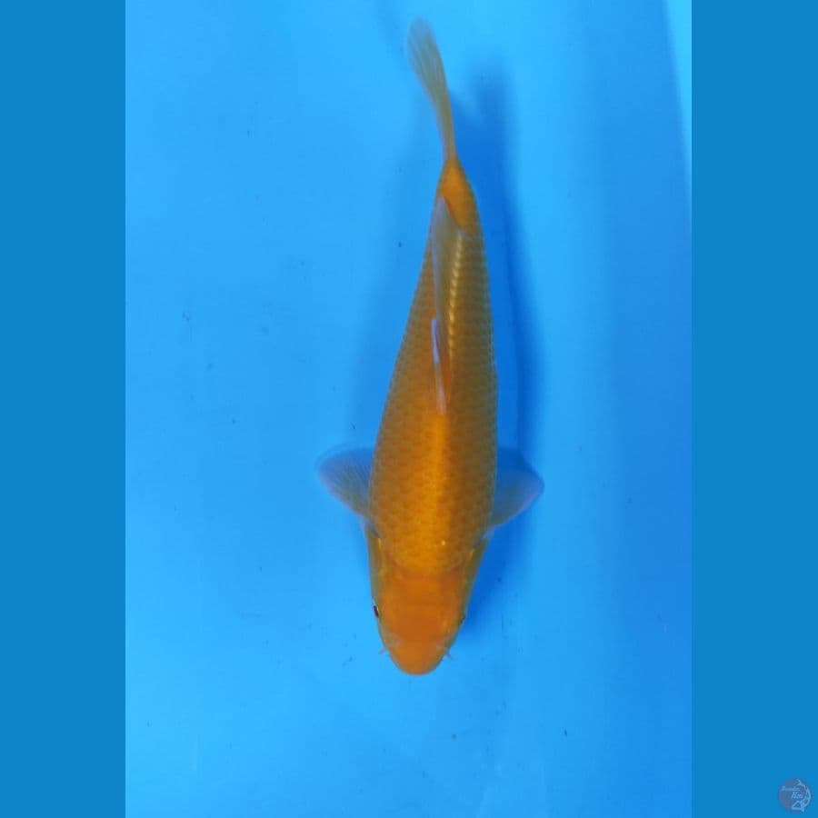KARASI 26CM MM JANTAN