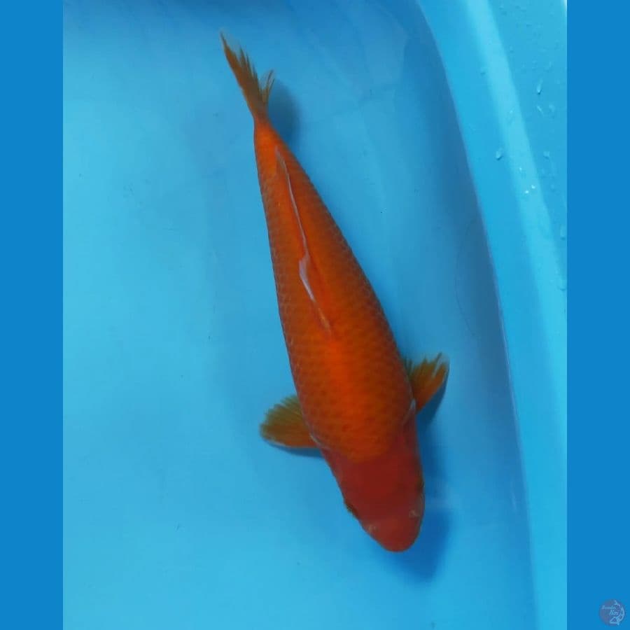 RED KARASI 29CM MALE HQ