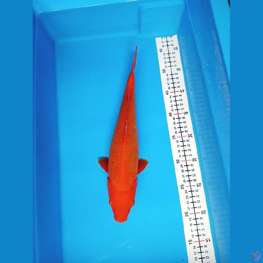 Super red Benigoi tembus - 35cm