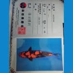 HIUTSURI SHINODA 53 cm ( male )