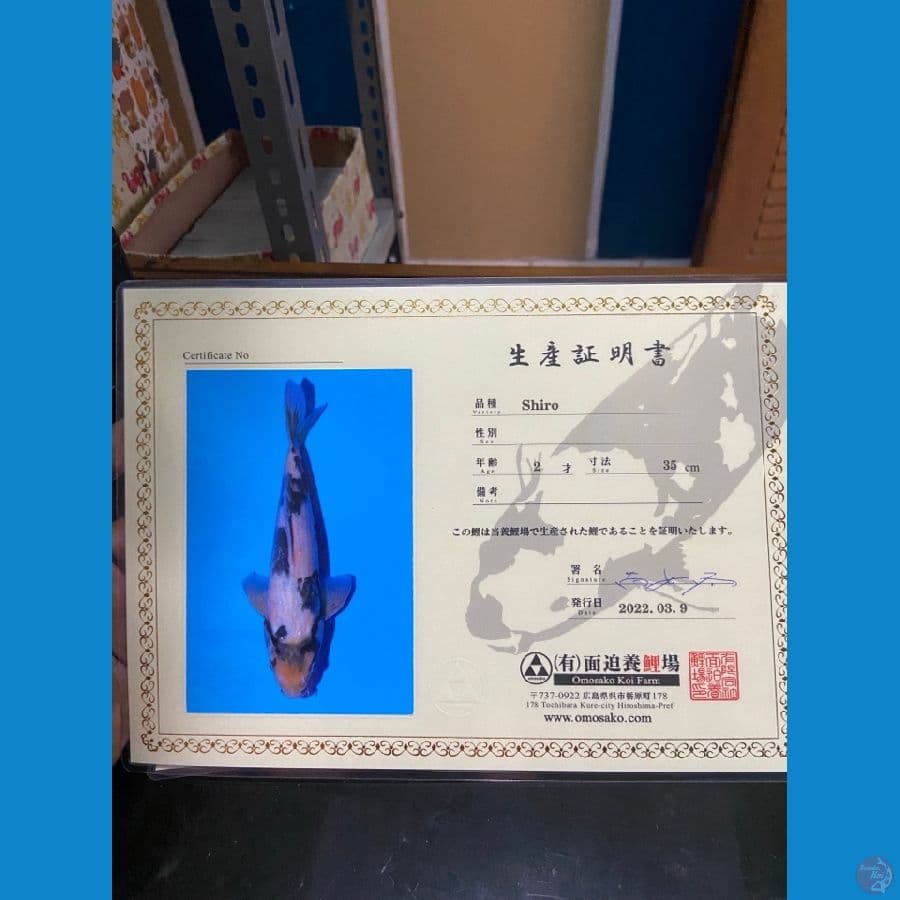 SHIRO OMOSAKO 47 cm  ( male ) 