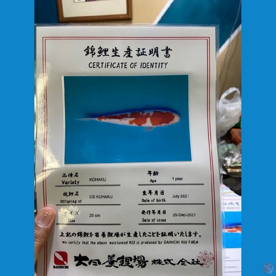KOHAKU DAINICHI 40 cm