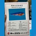 KOHAKU DAINICHI  37 cm