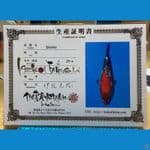 ISA SHOWA 34 cm ( female )