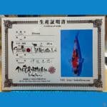 ISA SHOWA 32 cm