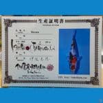 ISA SHOWA 32 cm