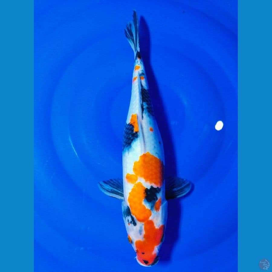 showa 40cm
