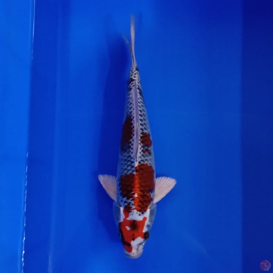 KITARO - RED KUJAKU MALE 28CM