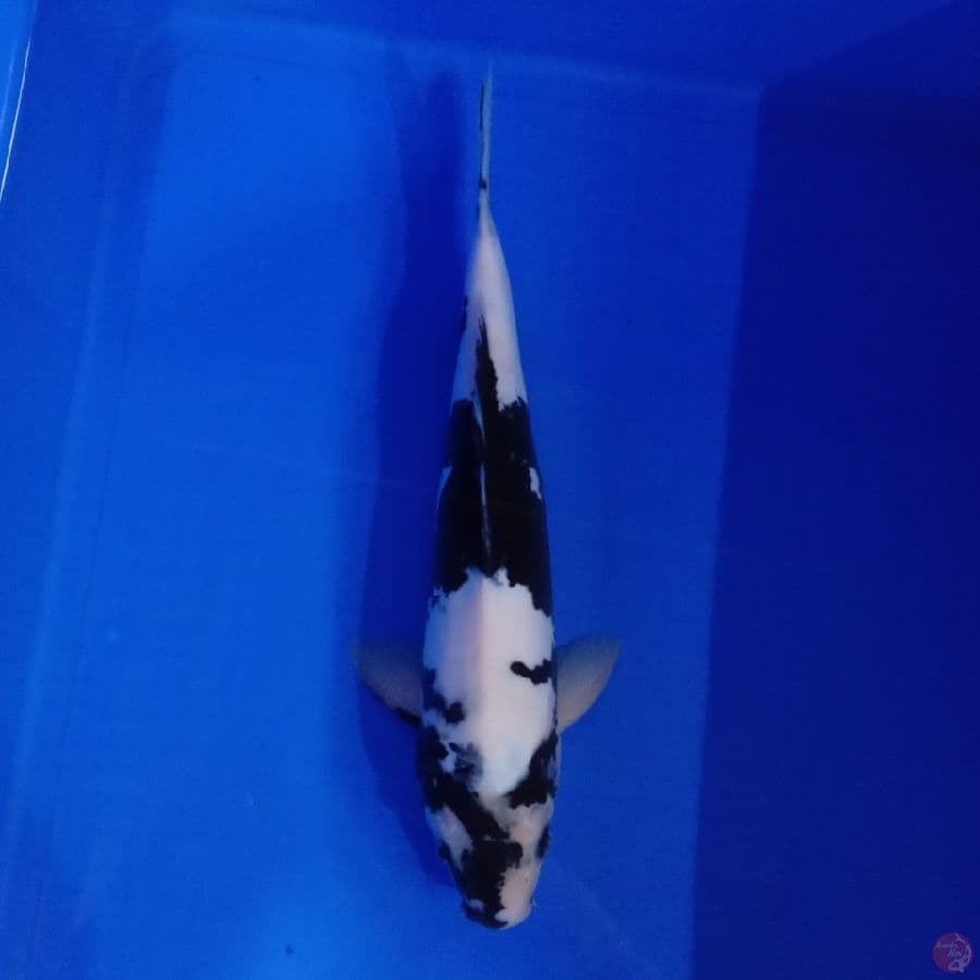 KITARO - PURE DOITSU SHIRO MALE 31CM