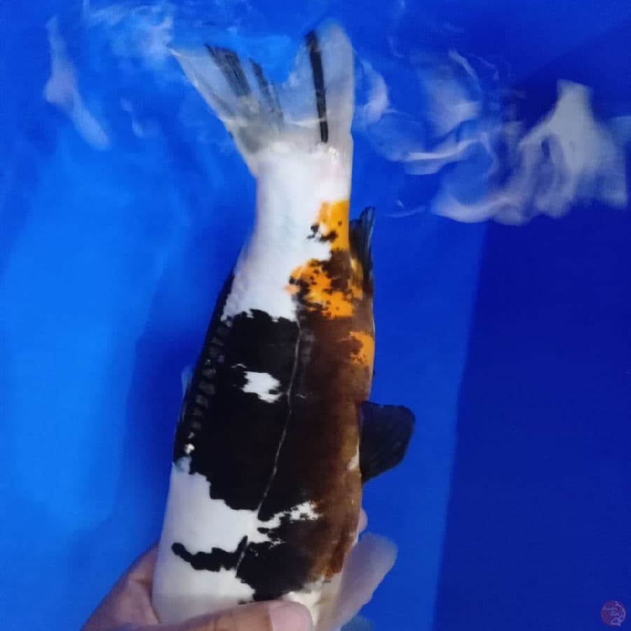 KITARO - PURE DOITSU SHIRO MALE 31CM
