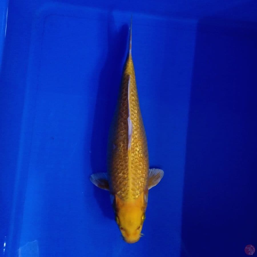 KITARO - YAMABUKI OGON GINRIN 30CM