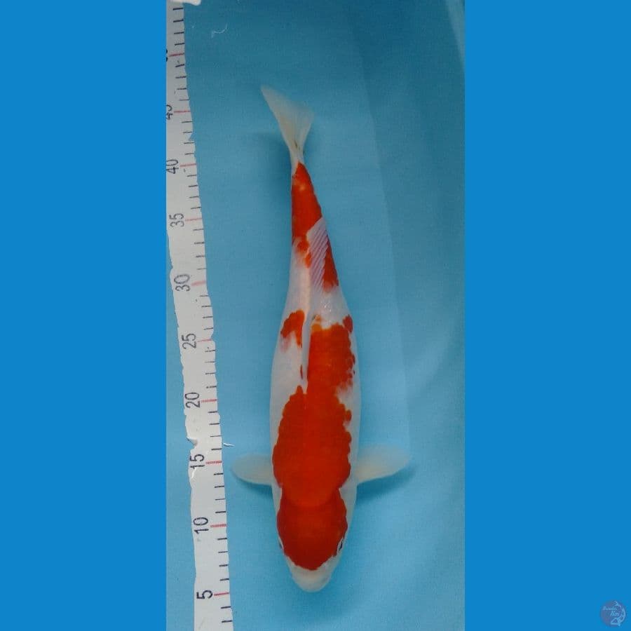 Kohaku Jumbo halus F 41cm