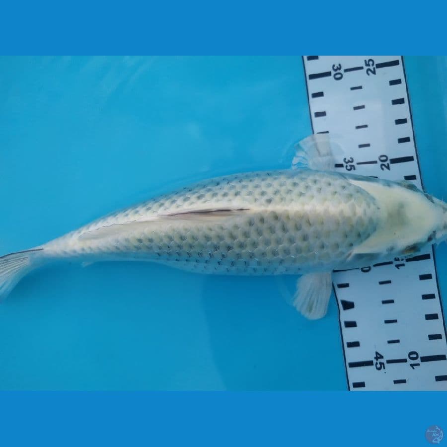 mukasi 24 cm