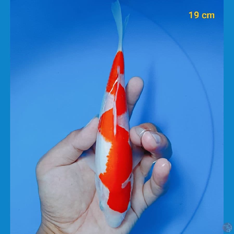 inazuma 19 cm