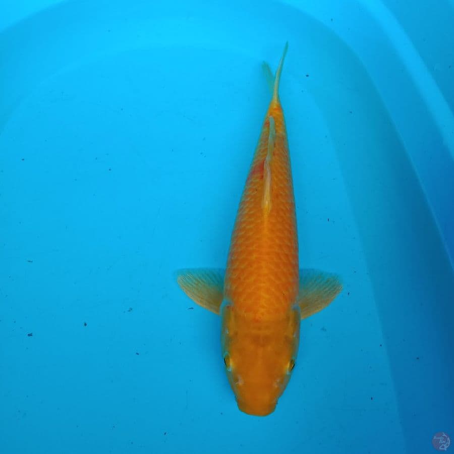karasi 39 cm