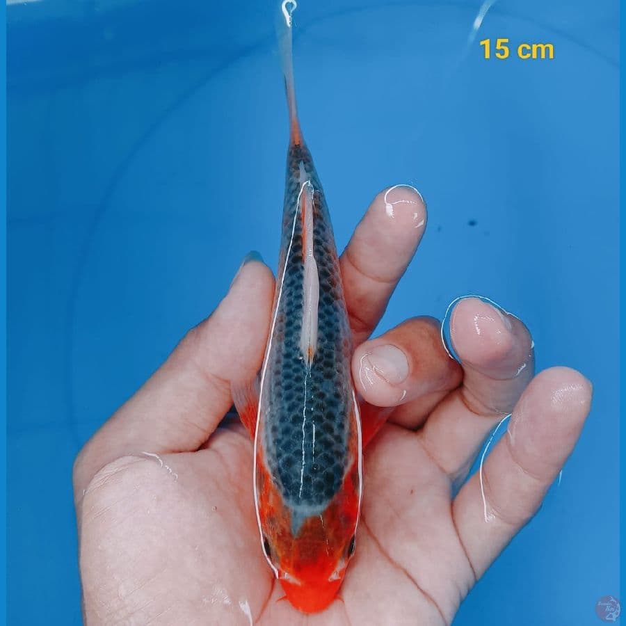 Asagi 15 cm