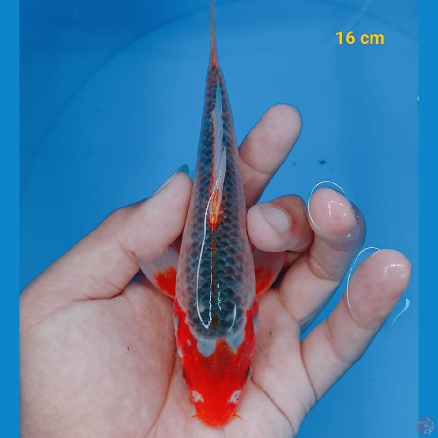 asagi 16 cm