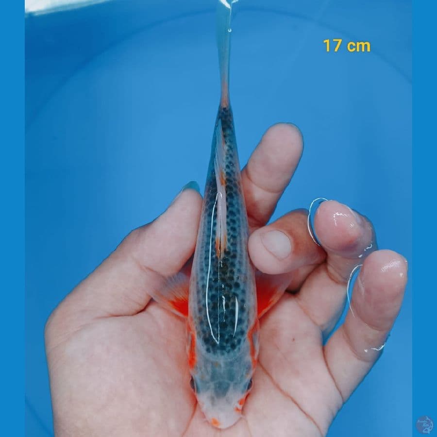 asagi 17 cm