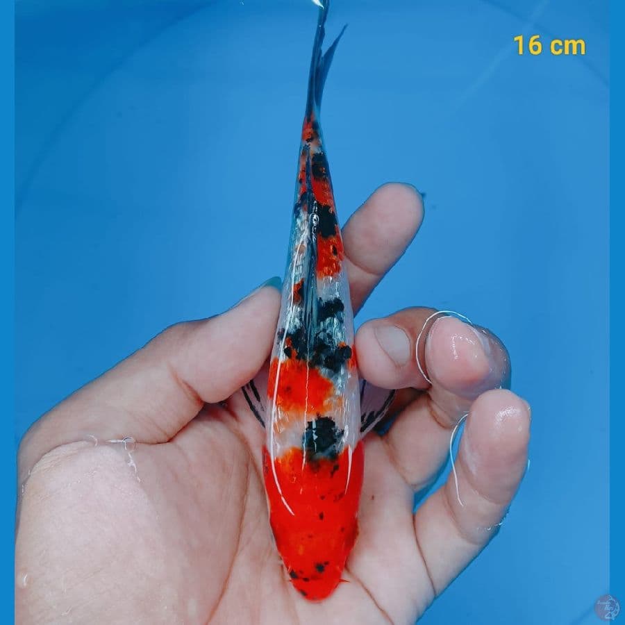 sanke ginrin 16 cm