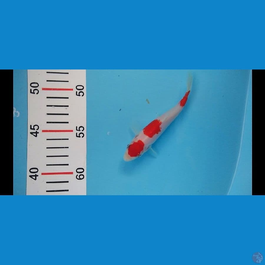 MINION MARUTEN KOHAKU 15 CM