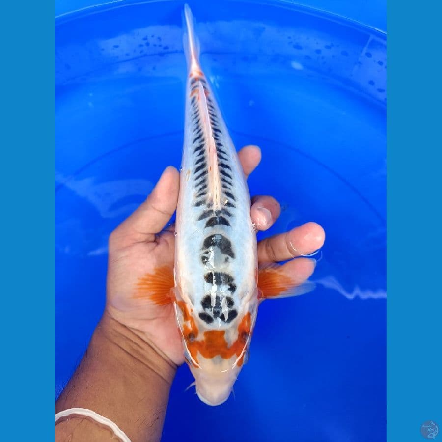 susui 35bu