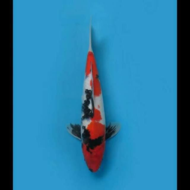 37cm Male - Showa Sanshoku Hq 