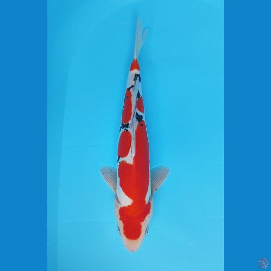 Sanke Doit Murni - 37cm