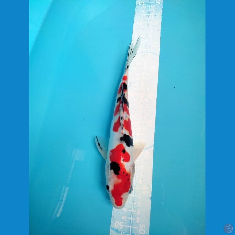 Doitsu Sanke Step2 Male 27cm