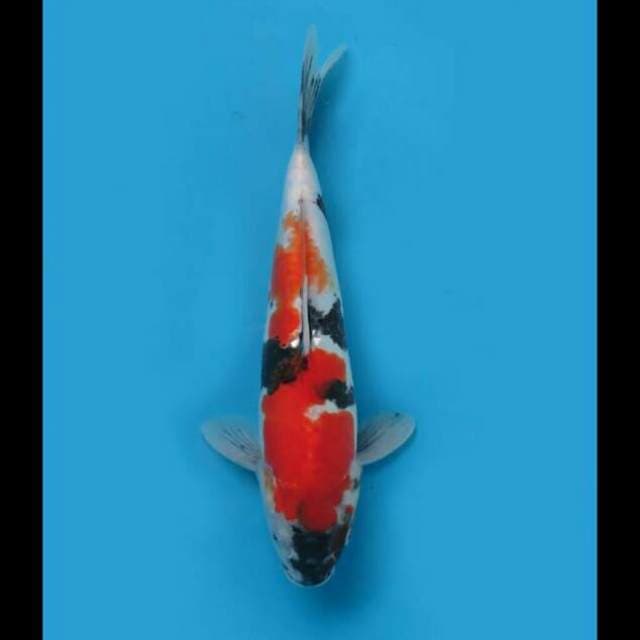 35cm Female - Showa Doitsu Murni 
