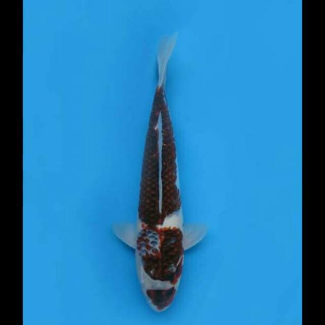 40cm Male - F1 Goromo Anggur