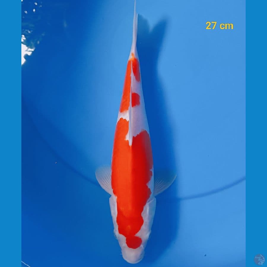 SQ kohaku male 27 cm