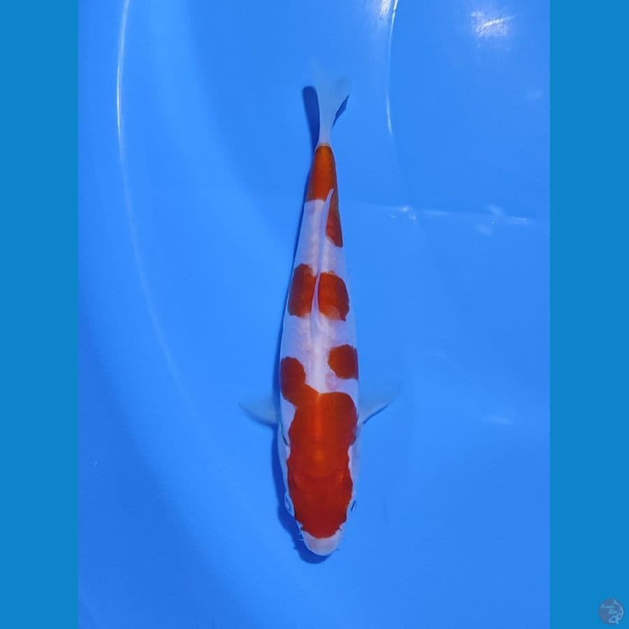 kohaku doitsu