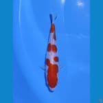 kohaku doitsu