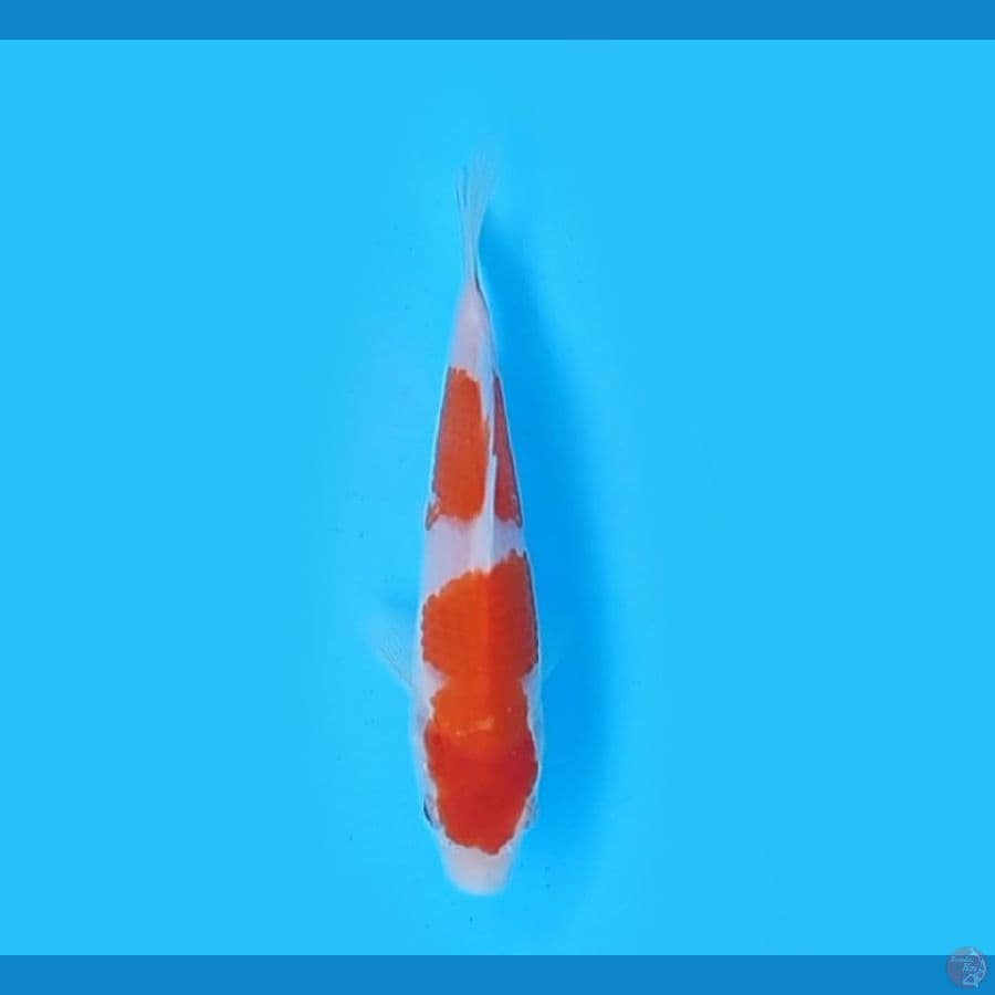 15.Cm KOHAKU