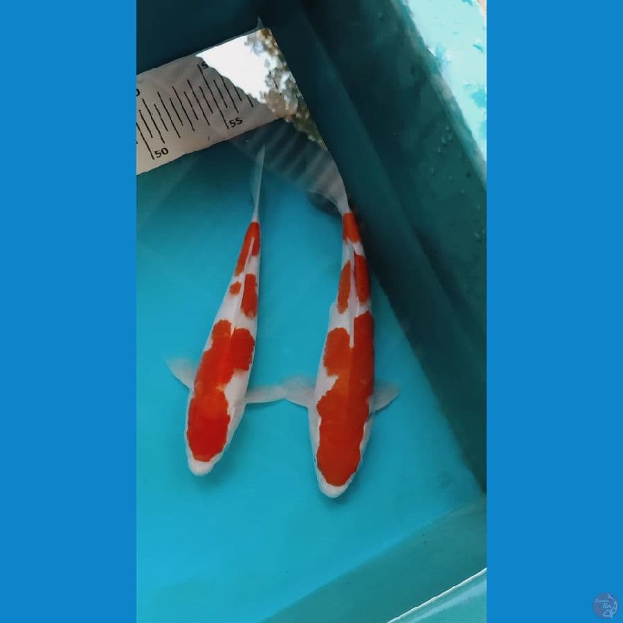 kohaku 20-22cm