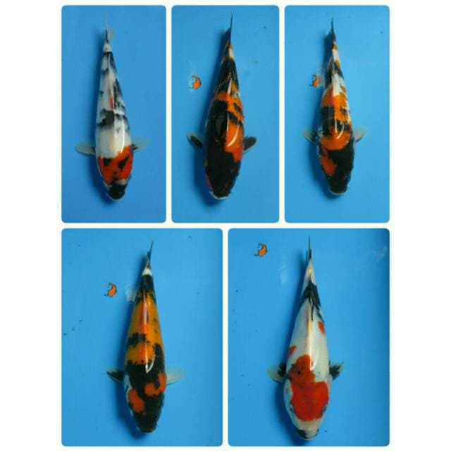 PAKET SHOWA 24 CM
