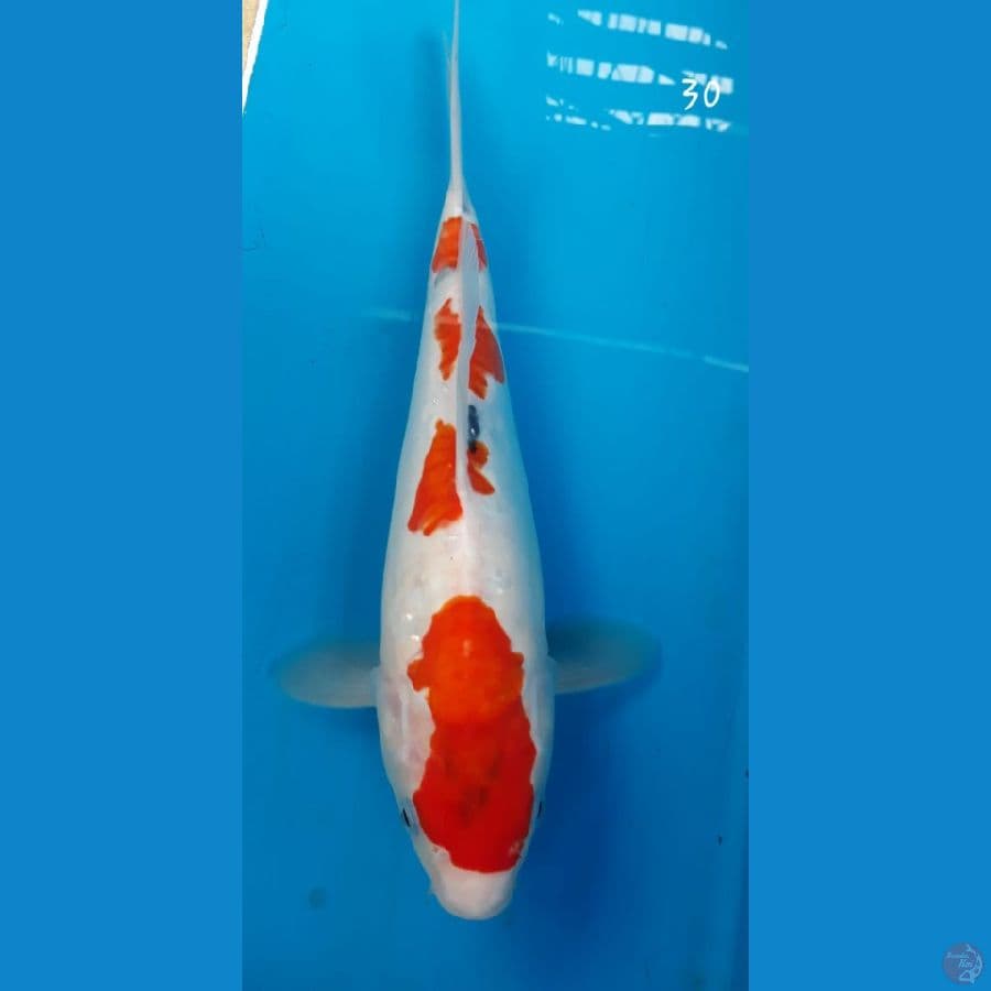 Showa doitsu 30cm