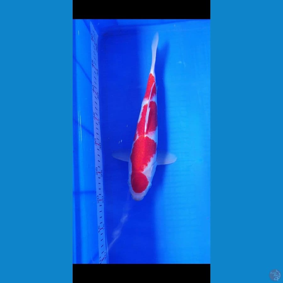 KOHAKU MERAH STRONG 32CM. 