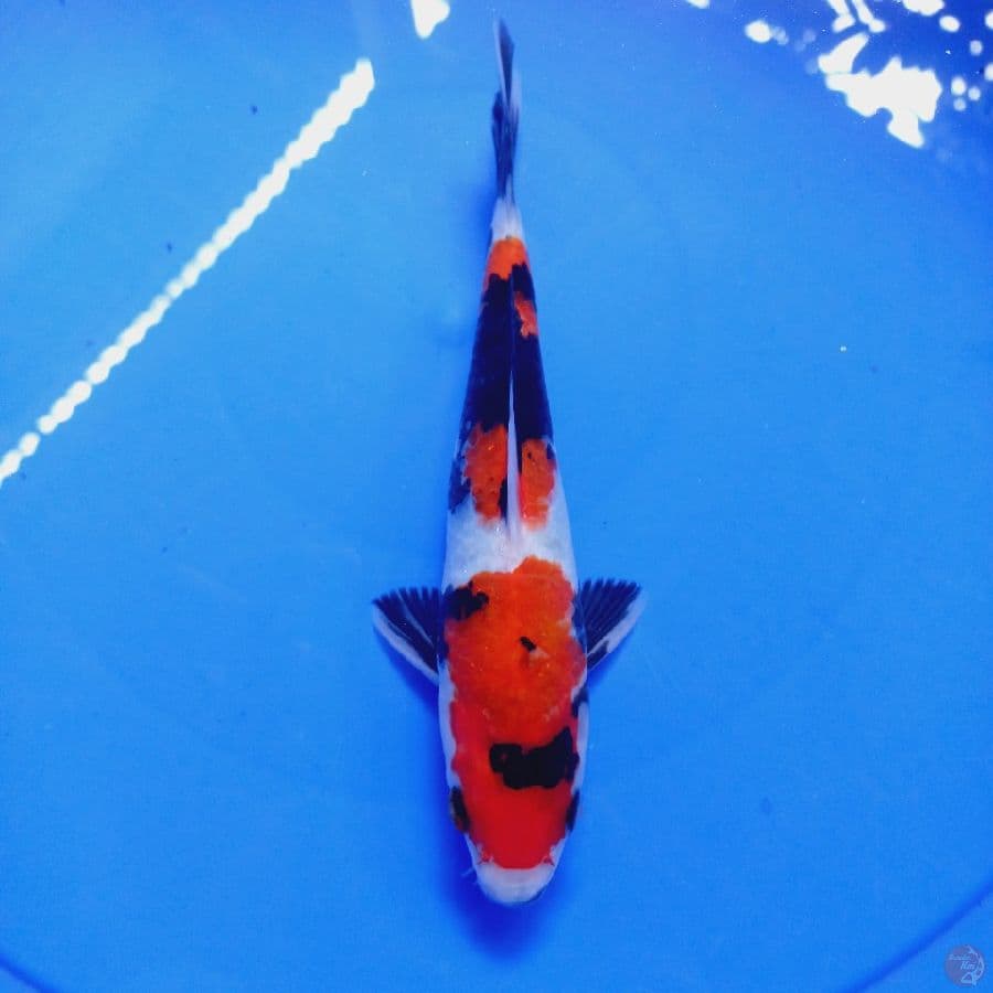 SHOWA//ML/19 CM