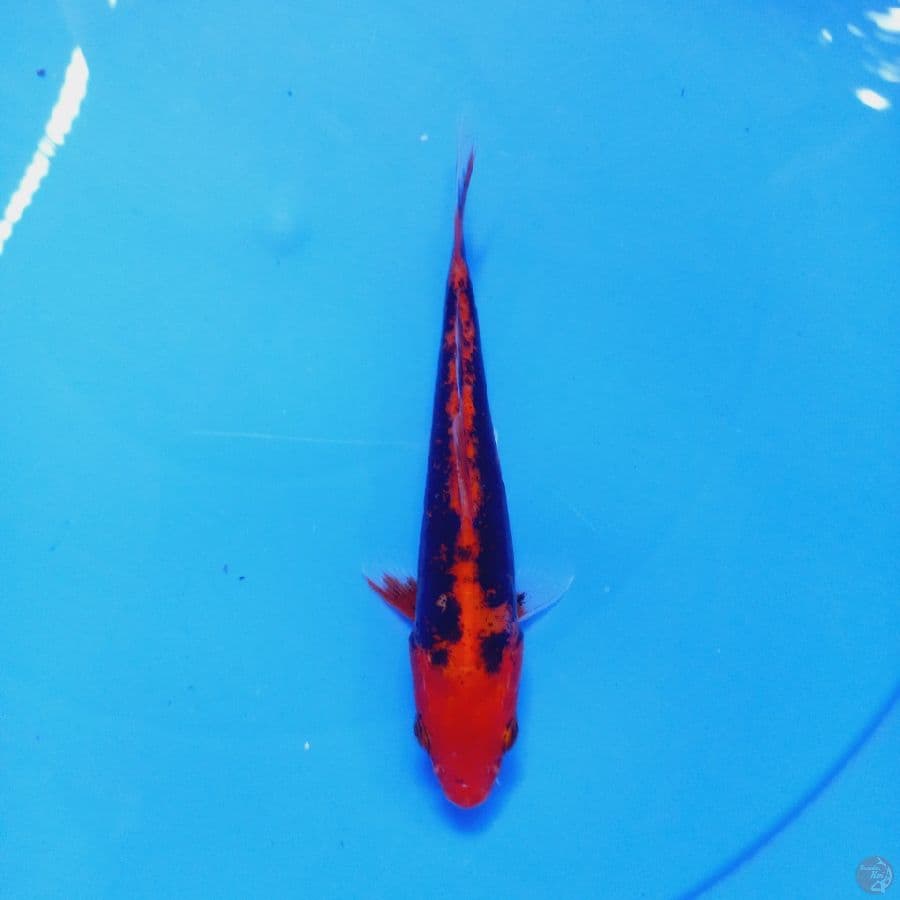 BENI KUMON//15 CM