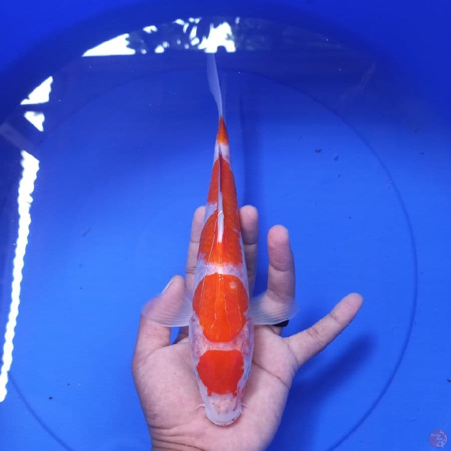 KOHAKU//ML//27 CM