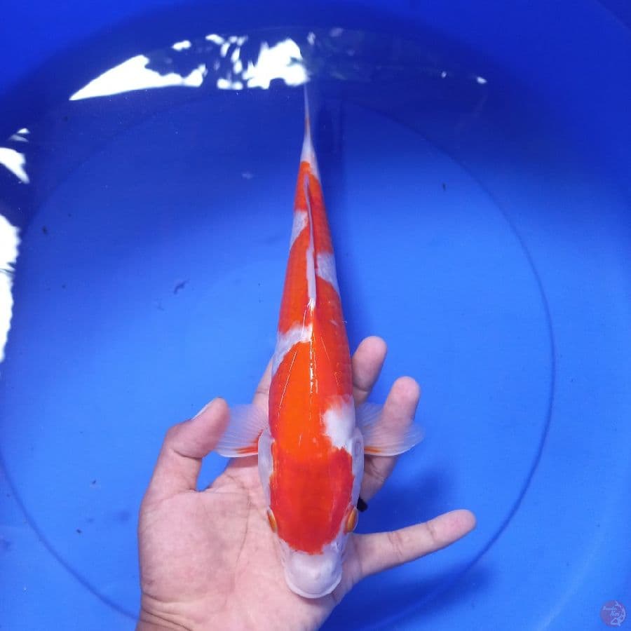 INAZUMA//ML/31 CM 