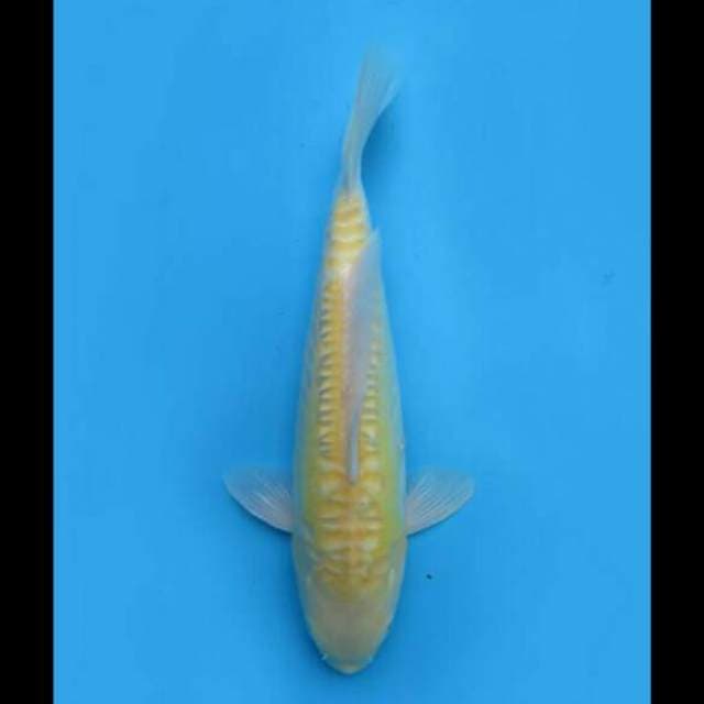 39cm Female - F1 Karasigoi Prospek Antik 