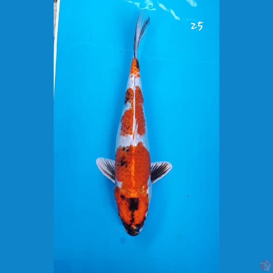 Showa hikari 25cm