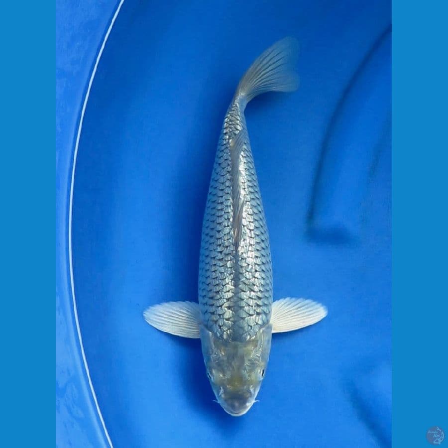 soragoi full gingrin male 32cm 