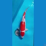 maruten kohaku doitsu murni 37 cm