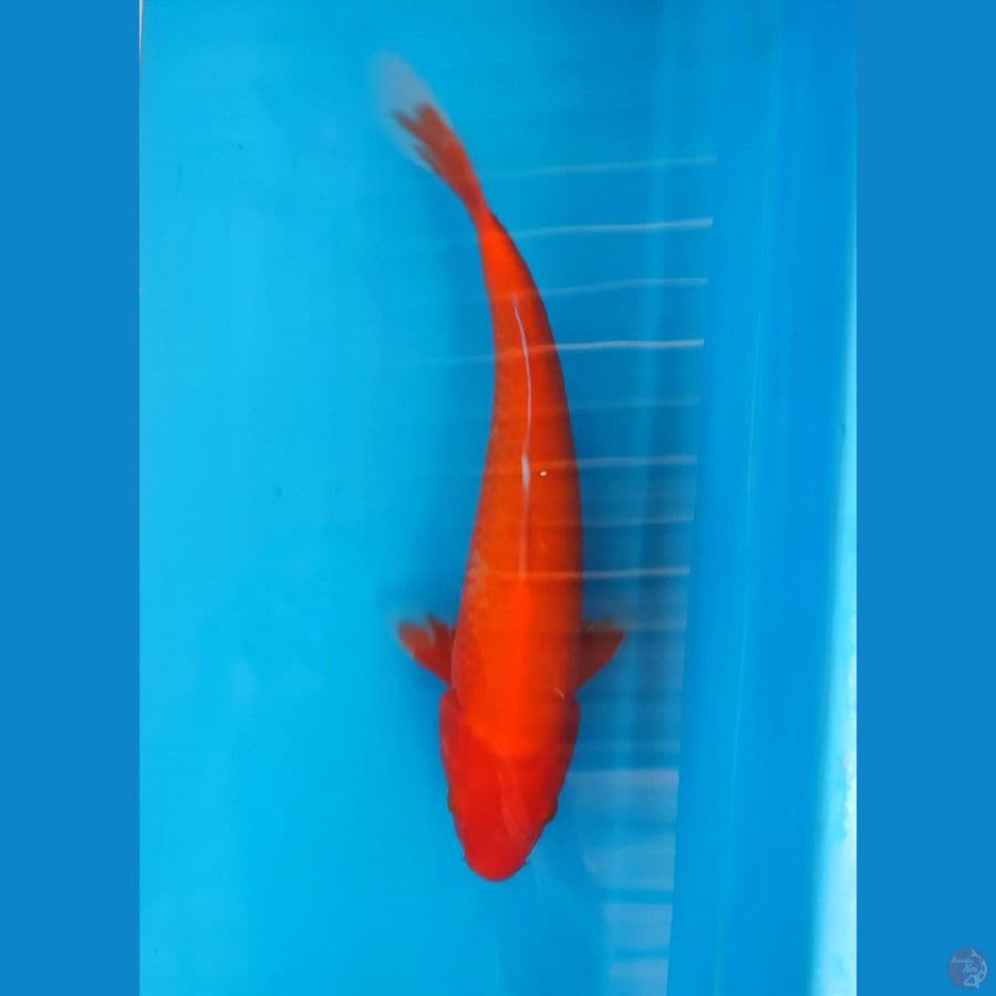 RED karashi 31cm