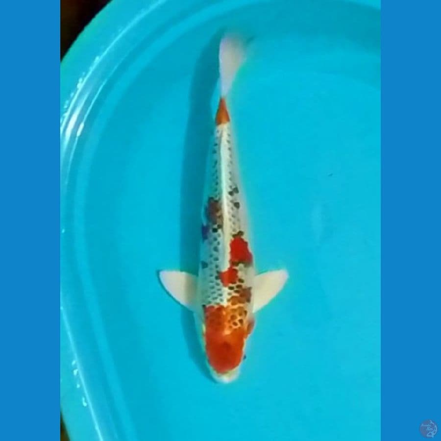 Kujaku 40cm (M)